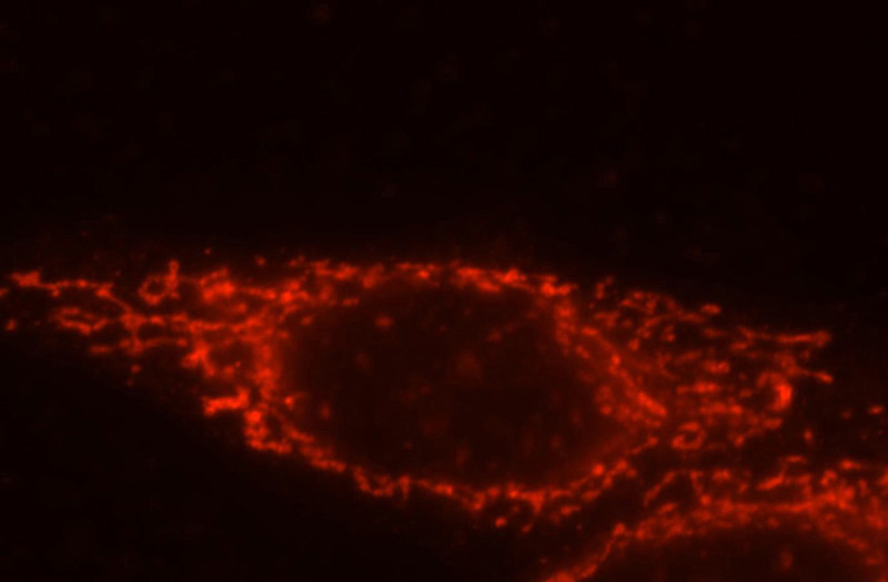 Immunofluorescent analysis of HepG2 cells, using FRK antibody Catalog No:110776 at 1:25 dilution and Rhodamine-labeled goat anti-rabbit IgG (red).