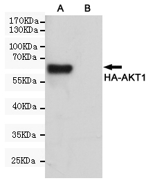 Western blot analysis of extracts from CHO-K1 cells (B) or CHO-K1 cells transfected with HA-fusion proteins (A),using HA-Tag Mouse mAb (HRP Conjugate) (1:1000 diluted).