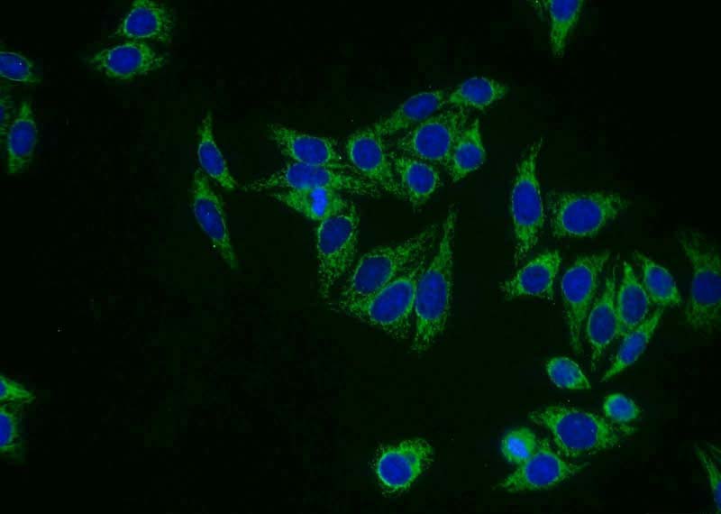 Immunofluorescent analysis of HepG2 cells using Catalog No:110720(FREM1 Antibody) at dilution of 1:25 and Alexa Fluor 488-congugated AffiniPure Goat Anti-Rabbit IgG(H+L)