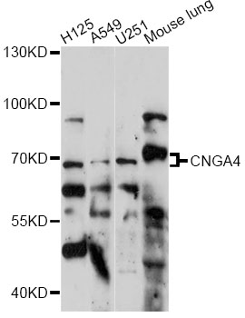 Western blot - CNGA4 Polyclonal Antibody 
