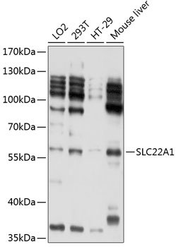 Western blot - SLC22A1 Polyclonal Antibody 