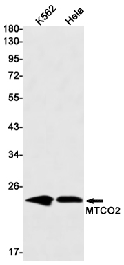 Western blot detection of MTCO2 in K562,Hela cell lysates using MTCO2 Rabbit mAb(1:1000 diluted).Predicted band size:26kDa.Observed band size:21kDa.