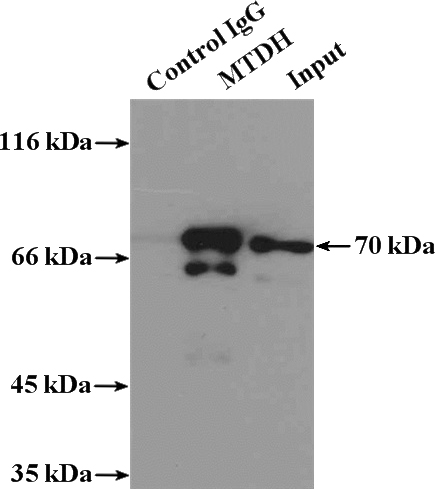IP Result of anti-AEG-1 (IP:Catalog No:107899, 3ug; Detection:Catalog No:107899 1:1000) with MCF-7 cells lysate 3250ug.