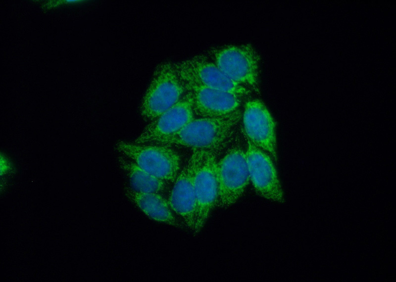Immunofluorescent analysis of (10% Formaldehyde) fixed HepG2 cells using Catalog No:111332(HADH Antibody) at dilution of 1:50 and Alexa Fluor 488-congugated AffiniPure Goat Anti-Rabbit IgG(H+L)