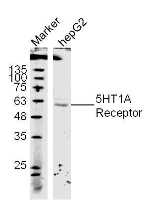 Fig1:; Protein: HepG2 lyates(hu);; Primary: Rabbit Anti- 5HT1A Receptor at 1:300;; Secondary: 800CW Conjugated Goat (polyclonal) Anti-Rabbit IgG(H+L) at 1: 10000;; Predicted band size:46 kD Observed band size:56 kD