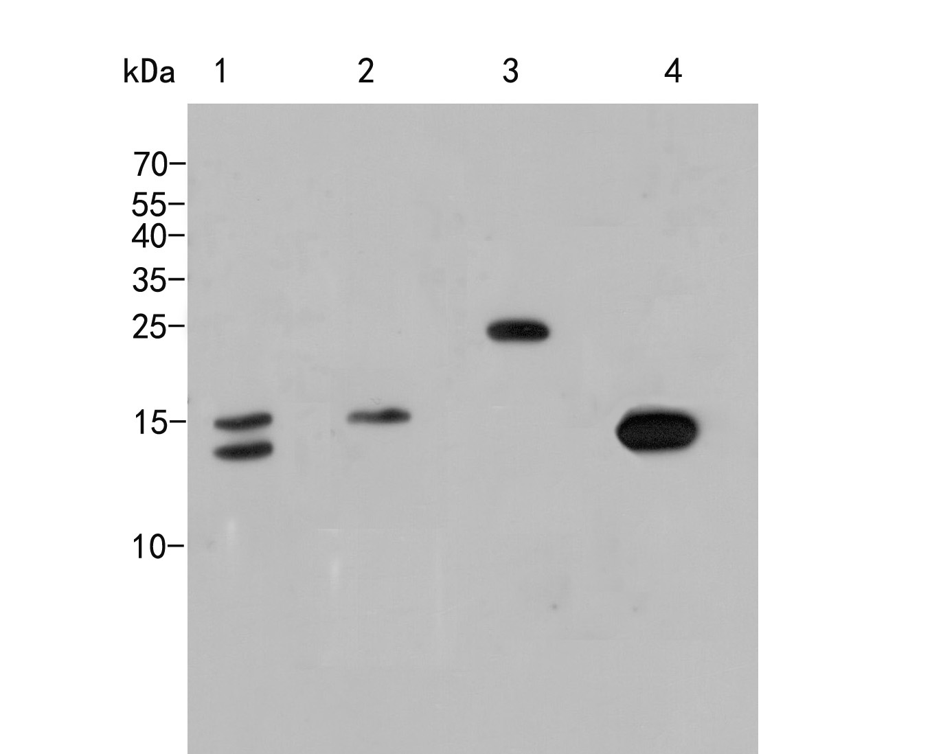 Fig1:; Western blot analysis of Histone H3 on different lysates. Proteins were transferred to a PVDF membrane and blocked with 5% NFDM/TBST for 1 hour at room temperature. The primary antibody ( 1/1000) was used in 5% NFDM/TBST at room temperature for 2 hours. Goat Anti-Rabbit IgG - HRP Secondary Antibody (HA1001) at 1:5,000 dilution was used for 1 hour at room temperature.; Positive control:; Lane 1: Hela cell lysate; Lane 2: NIH/3T3 cell lysate; Lane 3: Rice tissue lysate; Lane 4: Zebrafish tissue cell lysate