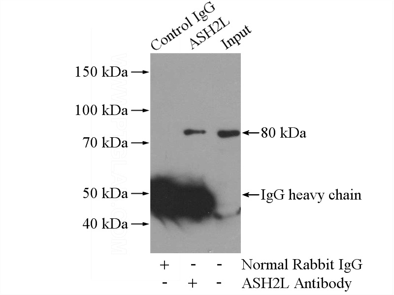 IP Result of anti-ASH2L (IP:Catalog No:108228, 4ug; Detection:Catalog No:108228 1:500) with COLO 320 cells lysate 2000ug.