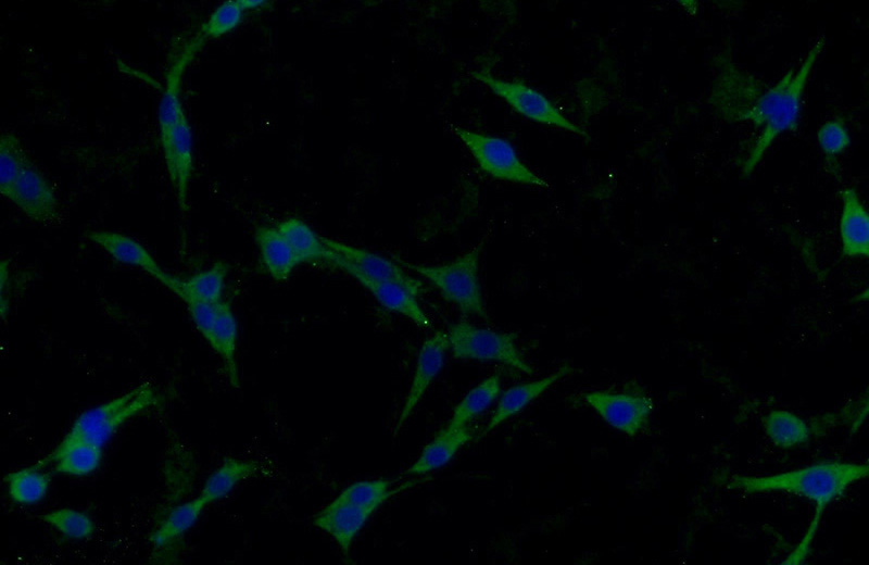 Immunofluorescent analysis of C6 cells using Catalog No:108870(Caspase 1 Antibody) at dilution of 1:25 and Alexa Fluor 488-congugated AffiniPure Goat Anti-Rabbit IgG(H+L)