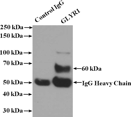 IP Result of anti-N-PAC (IP:Catalog No:111092, 4ug; Detection:Catalog No:111092 1:500) with K-562 cells lysate 3200ug.