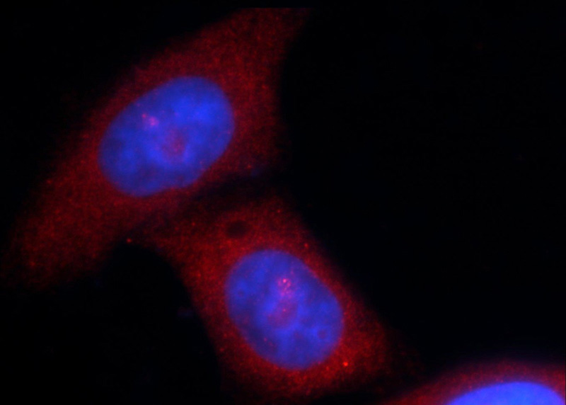 Immunofluorescent analysis of HepG2 cells using Catalog No:112738(MOV10 Antibody) at dilution of 1:25 and Rhodamine-Goat anti-Rabbit IgG