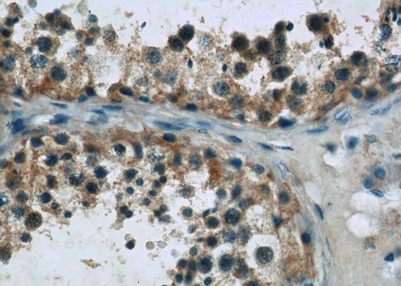 Immunohistochemistry of paraffin-embedded human testis slide using Catalog No:109857(DAND5 Antibody) at dilution of 1:50