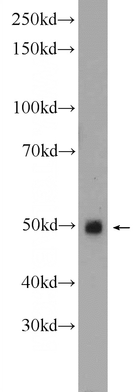 mouse heart tissue were subjected to SDS PAGE followed by western blot with Catalog No:110924(MSTN Antibody) at dilution of 1:600