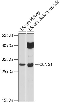 Western blot - CCNG1 Polyclonal Antibody 