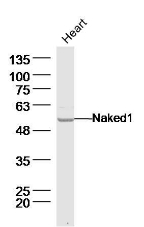 Fig1: Sample: Heart (Mouse) Lysate at 40 ug; Primary: Anti-Naked1 at 1/300 dilution; Secondary: IRDye800CW Goat Anti-Rabbit IgG at 1/20000 dilution; Predicted band size: 52 kD; Observed band size: 52 kD