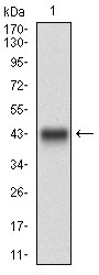 Western blot analysis using DNM1L mAb against human DNM1L recombinant protein. (Expected MW is 41.8 kDa)