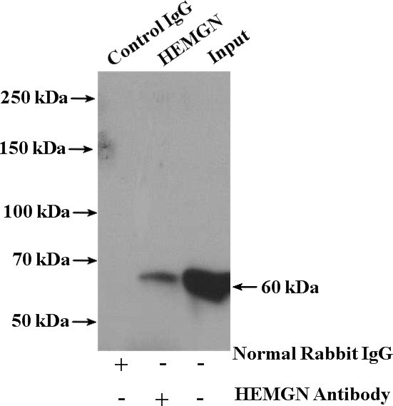 IP Result of anti-HEMGN (IP:Catalog No:111402, 4ug; Detection:Catalog No:111402 1:500) with HL-60 cells lysate 3000ug.