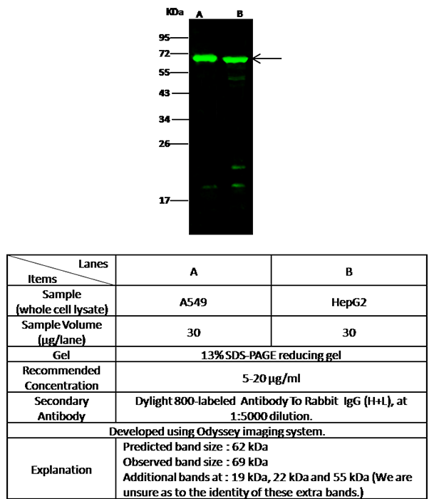 BIN2 / BRAP-1 Antibody, Rabbit PAb, Antigen Affinity Purified, Western blot