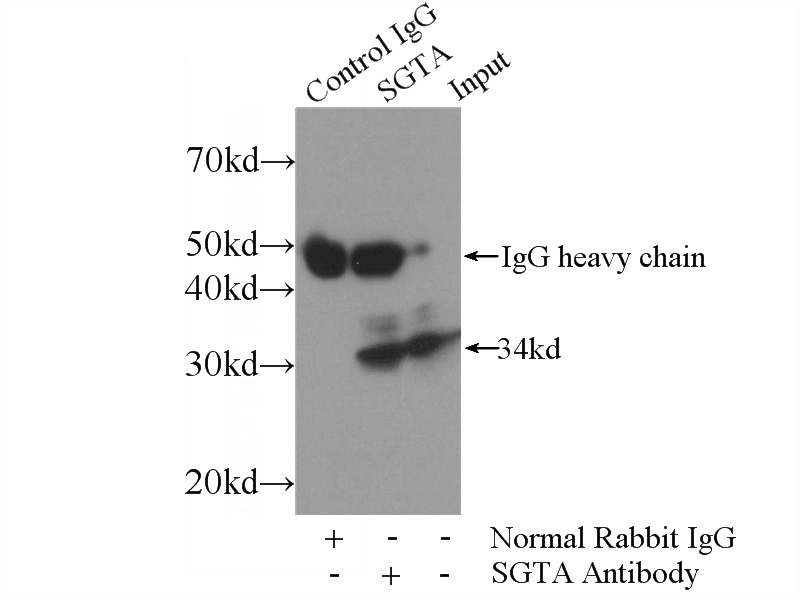 IP Result of anti-SGTA (IP:Catalog No:115176, 4ug; Detection:Catalog No:115176 1:1000) with HeLa cells lysate 2480ug.