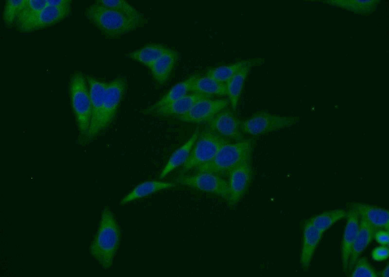 Immunofluorescent analysis of HepG2 cells using Catalog No:115827(SULT1A4 Antibody) at dilution of 1:25 and Alexa Fluor 488-congugated AffiniPure Goat Anti-Rabbit IgG(H+L)