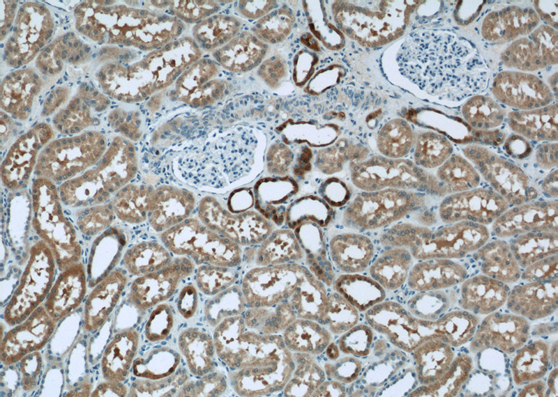 Immunohistochemistry of paraffin-embedded human kidney tissue slide using Catalog No:116764(VMO1 Antibody) at dilution of 1:50 (under 10x lens)
