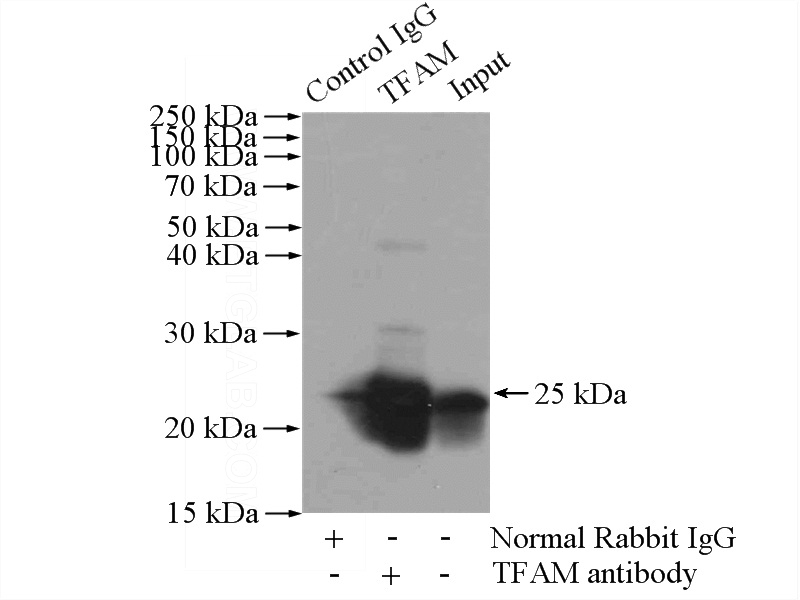 IP Result of anti-TFAM (IP:Catalog No:115997, 4ug; Detection:Catalog No:115997 1:800) with HEK-293 cells lysate 3200ug.