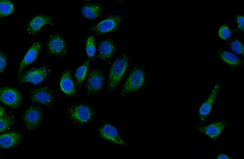 Immunofluorescent analysis of MCF-7 cells using Catalog No:116105(TMEM173 Antibody) at dilution of 1:50 and Alexa Fluor 488-congugated AffiniPure Goat Anti-Rabbit IgG(H+L)