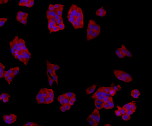 Fig2: ICC staining TMEM177 in Hela cells (red). The nuclear counter stain is DAPI (blue). Cells were fixed in paraformaldehyde, permeabilised with 0.25% Triton X100/PBS.