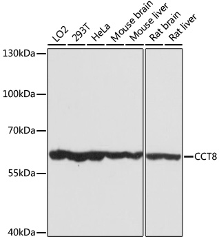 Western blot - CCT8 Polyclonal Antibody 