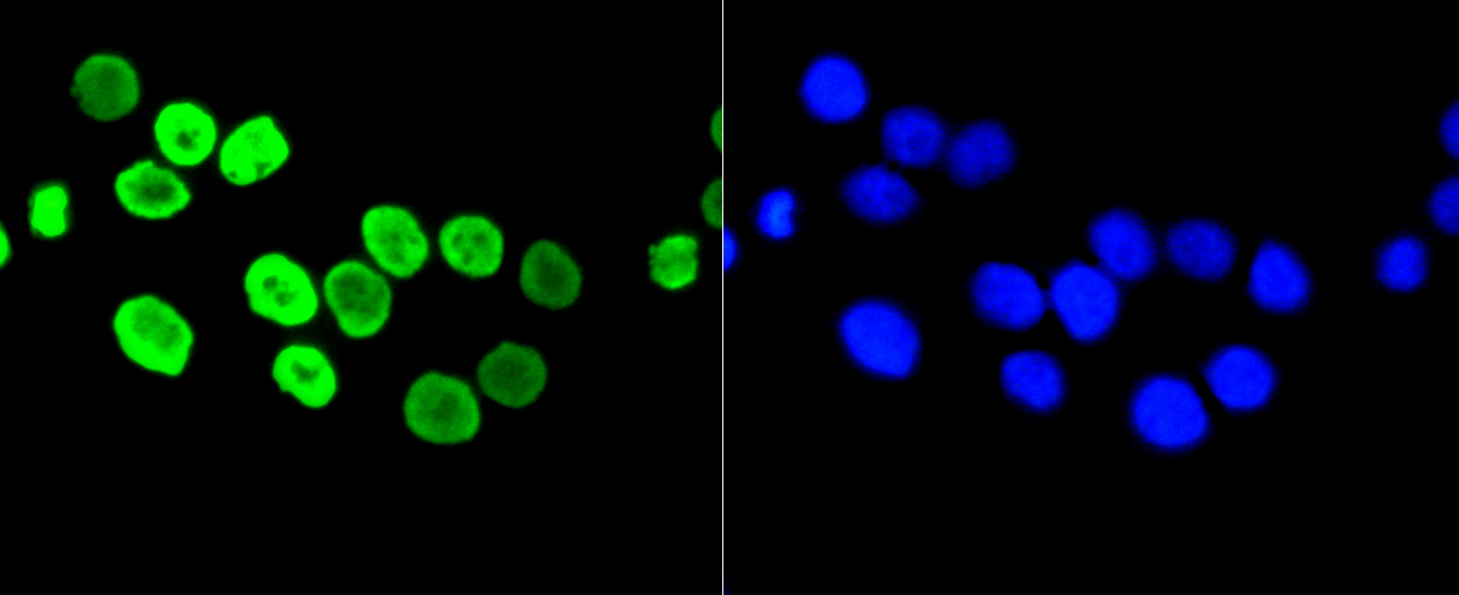 Immunofluorescence - Acetyl-Histone H4-K5 mAb 