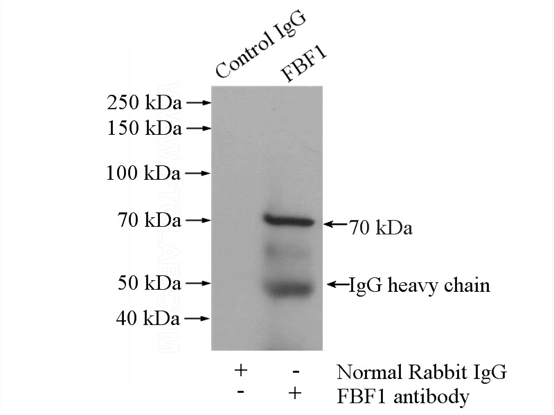 IP Result of anti-FBF1 (IP:Catalog No:110535, 4ug; Detection:Catalog No:110535 1:300) with mouse liver tissue lysate 4000ug.