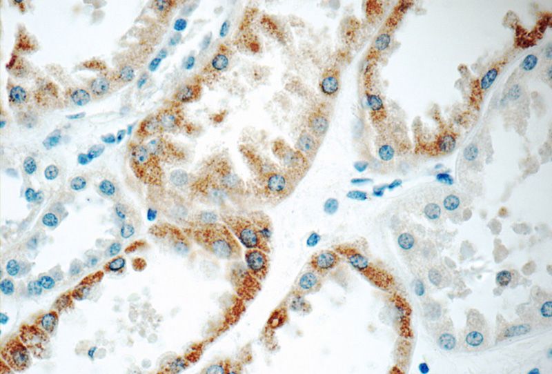Immunohistochemistry of paraffin-embedded human kidney tissue slide using Catalog No:108688(C1QTNF3 Antibody) at dilution of 1:50 (under 40x lens)