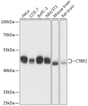 Western blot - CTBP2 Polyclonal Antibody 