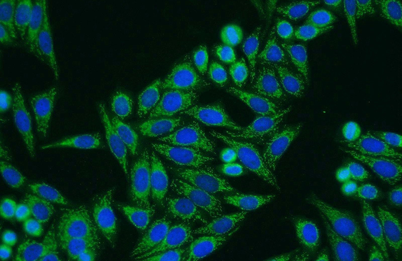 Immunofluorescent analysis of HepG2 cells using Catalog No:111714(HTRA1 Antibody) at dilution of 1:25 and Alexa Fluor 594-congugated AffiniPure Goat Anti-Rabbit IgG(H+L)