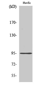 Fig1:; Western Blot analysis of various cells using Cadherin-26 Polyclonal Antibody