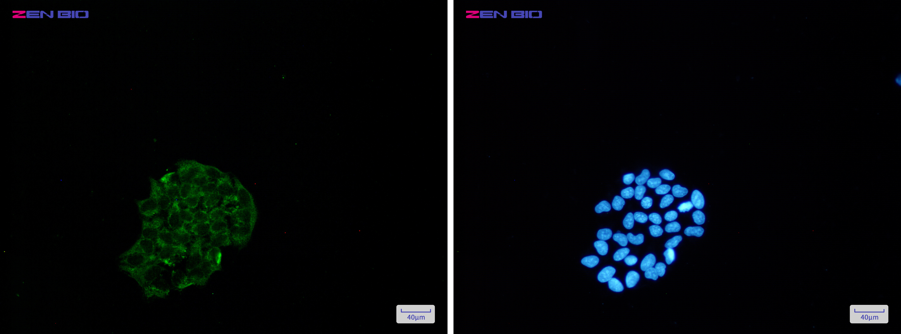 Immunocytochemistry of BNIP3(green) in Hela cells using BNIP3 Rabbit pAb at dilution 1/50, and DAPI(blue)