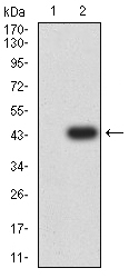 Fig2: Western blot analysis of MUC5B against HEK293 (1) and MUC5B (AA: 26-166)-hIgGFc transfected HEK293 (2) cell lysate. Proteins were transferred to a PVDF membrane and blocked with 5% BSA in PBS for 1 hour at room temperature. The primary antibody ( 1/500) was used in 5% BSA at room temperature for 2 hours. Goat Anti-Mouse IgG - HRP Secondary Antibody at 1:5,000 dilution was used for 1 hour at room temperature.