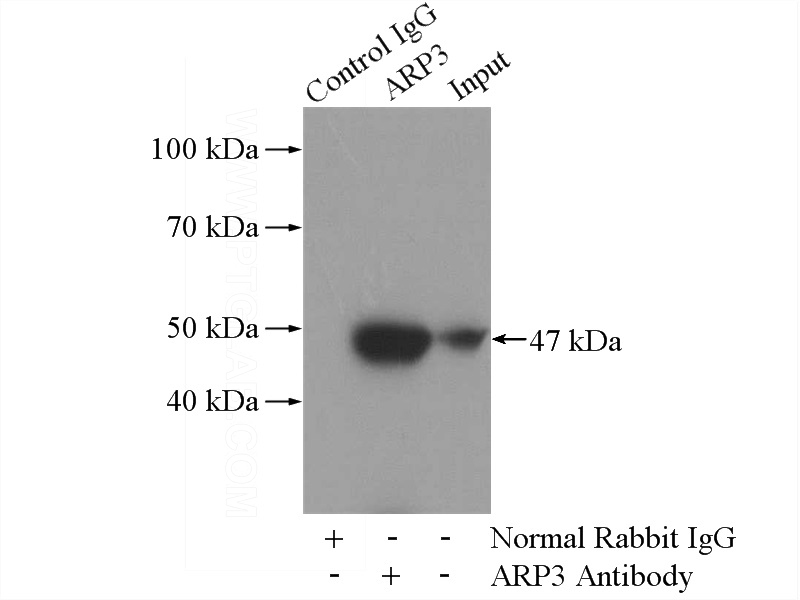 IP Result of anti-ACTR3 (IP:Catalog No:108162, 4ug; Detection:Catalog No:108162 1:1000) with mouse spleen tissue lysate 4000ug.