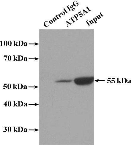 IP Result of anti-ATP5A1 (IP:Catalog No:107071, 5ug; Detection:Catalog No:107071 1:500) with mouse heart tissue lysate 4000ug.