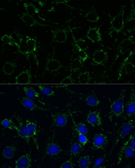 Immunofluorescence - GLUD1 Polyclonal Antibody 