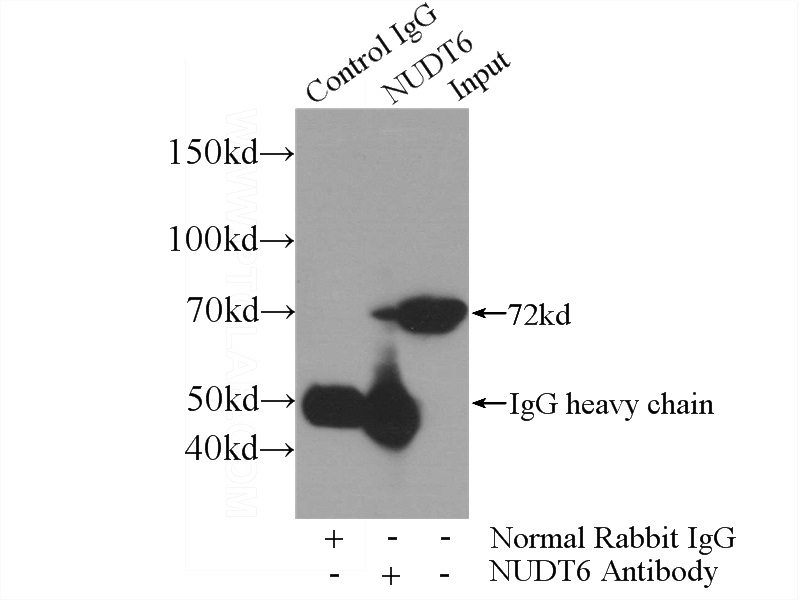 IP Result of anti-NUDT6 (IP:Catalog No:113362, 4ug; Detection:Catalog No:113362 1:500) with HepG2 cells lysate 4000ug.