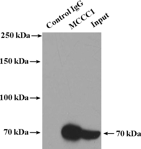 IP Result of anti-MCCC1 (IP:Catalog No:112543, 4ug; Detection:Catalog No:112543 1:1000) with mouse liver tissue lysate 6000ug.