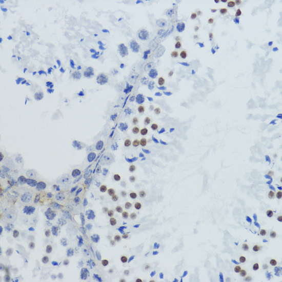 Immunohistochemistry - Acetyl-Histone H4-K12 pAb 