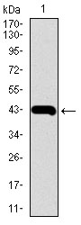 Western blot analysis using MMP2 mAb against human MMP2 recombinant protein. (Expected MW is 42.8 kDa)