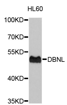 Western blot - DBNL Polyclonal Antibody 
