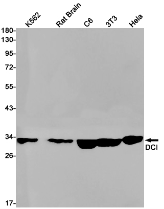 Western blot detection of DCI in K562,Rat Brain,C6,3T3,Hela cell lysates using DCI Rabbit pAb(1:1000 diluted).Predicted band size:33kDa.Observed band size:33kDa.