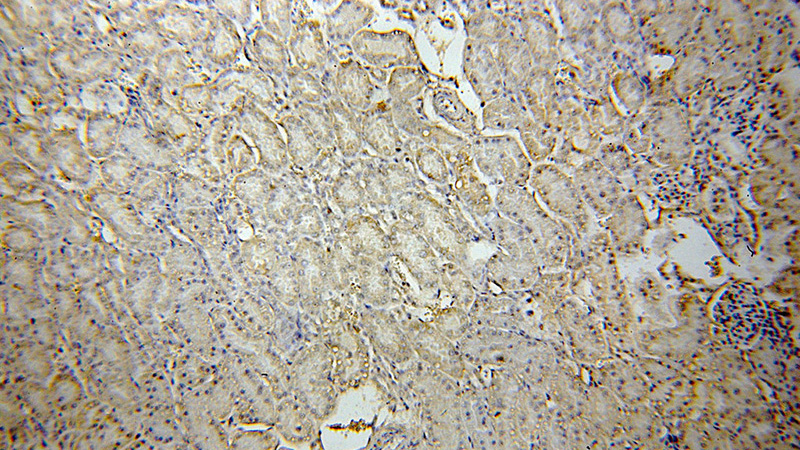 Immunohistochemical of paraffin-embedded human kidney using Catalog No:112844(MRPS17 antibody) at dilution of 1:50 (under 10x lens)