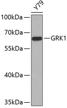 Western blot - GRK1 Polyclonal Antibody 