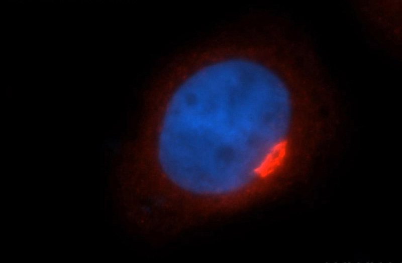 Immunofluorescent analysis of Hela cells, using USO1 antibody Catalog No:113532 at 1:50 dilution and Rhodamine-labeled goat anti-rabbit IgG (red). Blue pseudocolor = DAPI (fluorescent DNA dye).