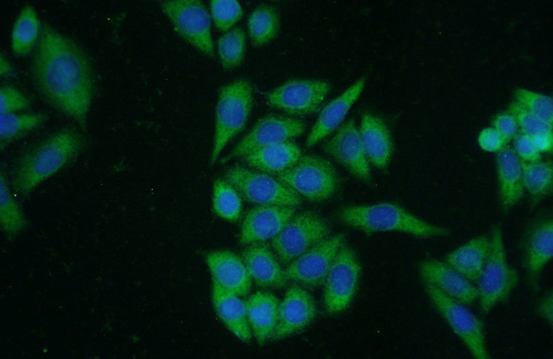 Immunofluorescent analysis of HeLa cells using Catalog No:114954(S100A10 Antibody) at dilution of 1:50 and Alexa Fluor 488-congugated AffiniPure Goat Anti-Rabbit IgG(H+L)