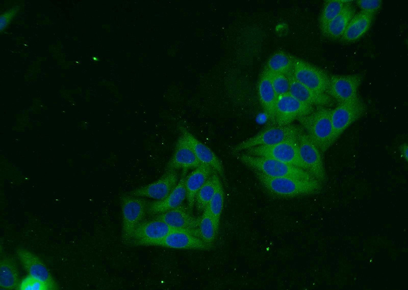 Immunofluorescent analysis of HepG2 cells using Catalog No:115969(TACC3 Antibody) at dilution of 1:25 and Alexa Fluor 488-congugated AffiniPure Goat Anti-Rabbit IgG(H+L)